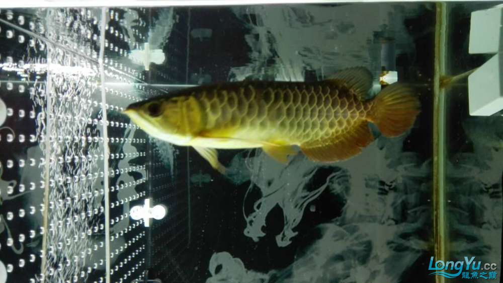 偶得愛魚特此建檔感謝河北小高 黑帝王魟魚 第10張