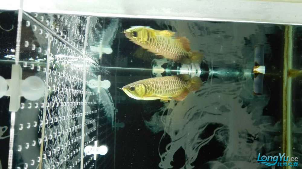 偶得愛魚特此建檔感謝河北小高 黑帝王魟魚 第11張