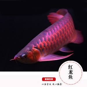 丹東觀賞魚市場(chǎng)加面吸后總算有點(diǎn)一汪清水的感覺(jué)了就是密度有點(diǎn)大 觀賞魚市場(chǎng)（混養(yǎng)魚） 第12張