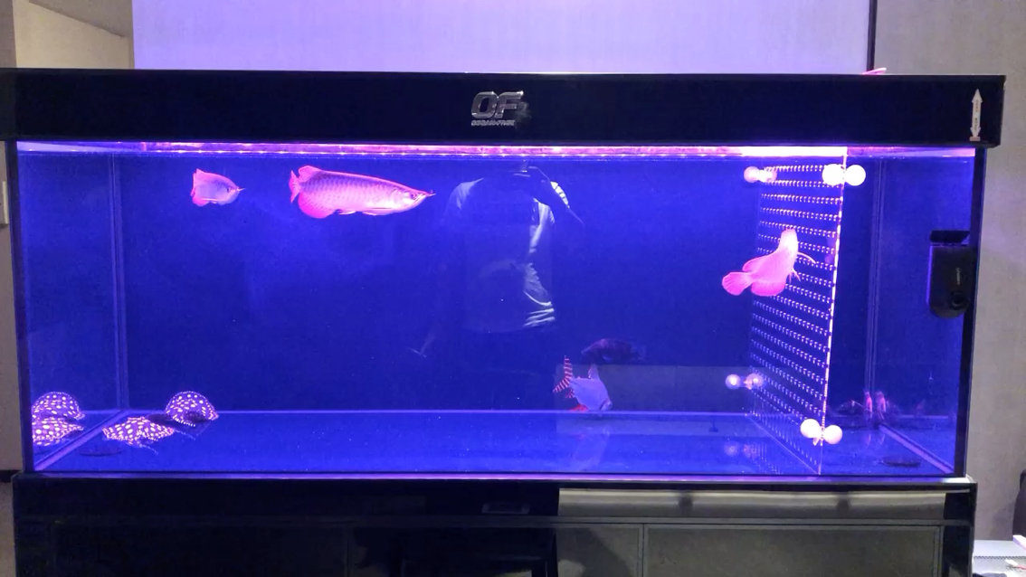 恩施土家族苗族自治州水族館新魚入缸期待長成 成吉思汗鯊（球鯊）魚 第1張