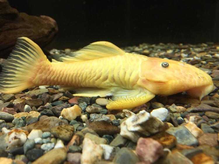 鐵嶺水族館野生黃金達(dá)摩