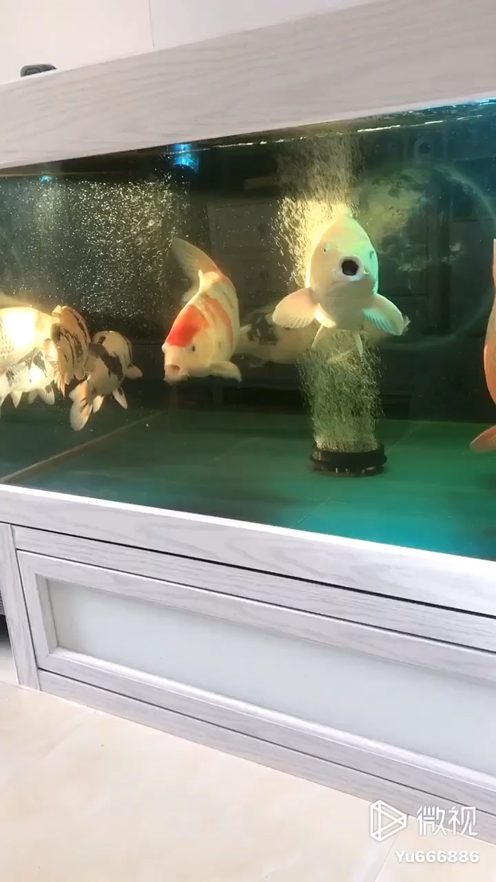 金華水族館太陽光