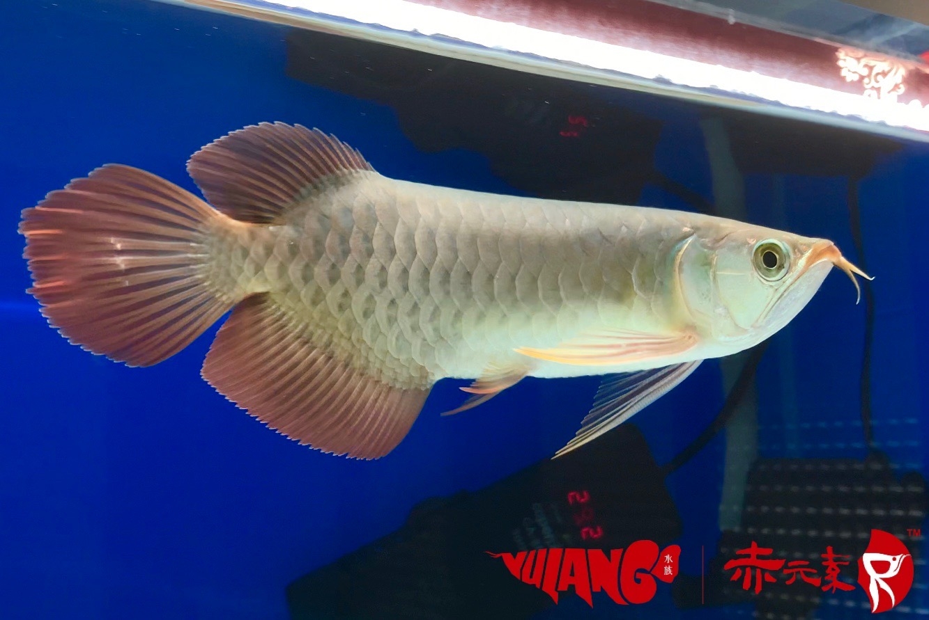 五一搞個(gè)小活動(dòng) 麥肯斯銀版魚 第1張