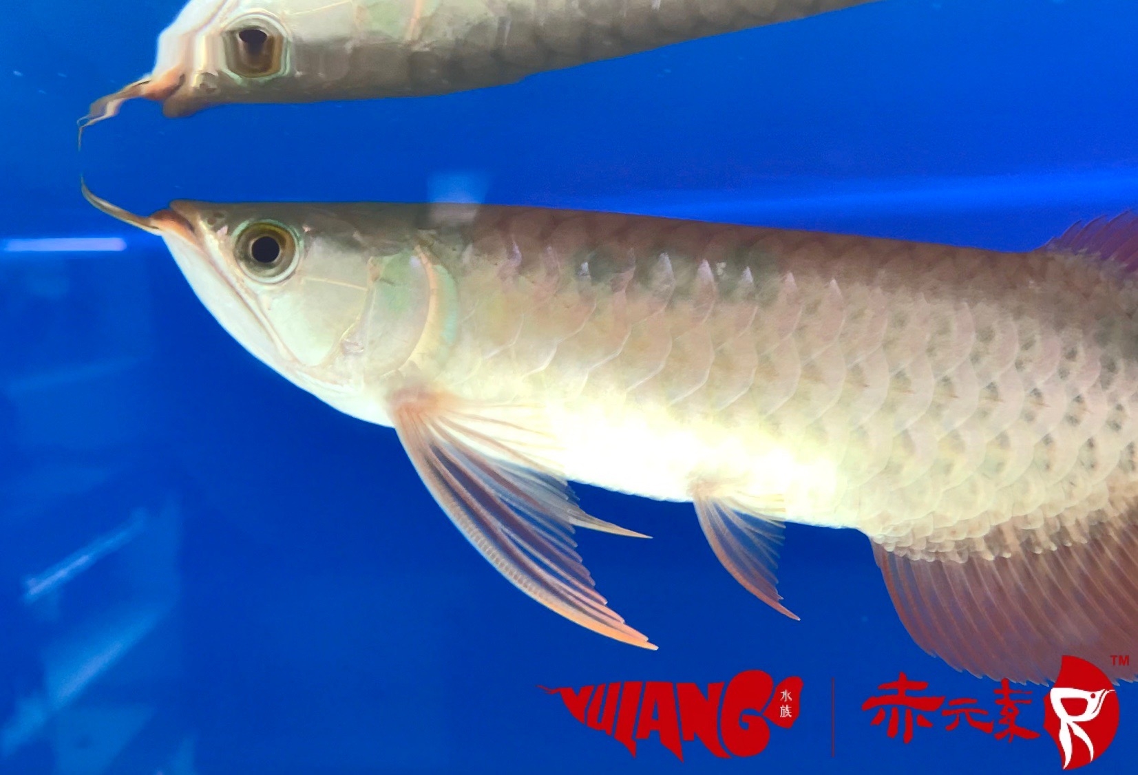 五一搞個(gè)小活動(dòng) 麥肯斯銀版魚 第3張