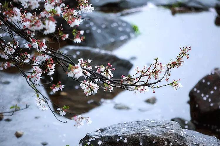 二十四節(jié)氣——谷雨