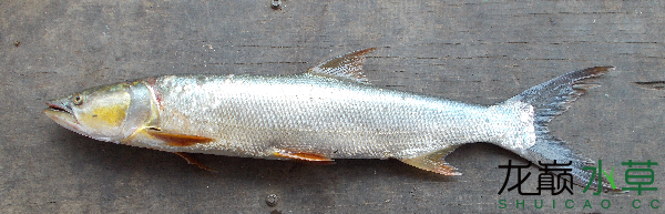 德宏傣族景頗族自治州水族館原生大型掠食性魚(yú)類鱤魚(yú)