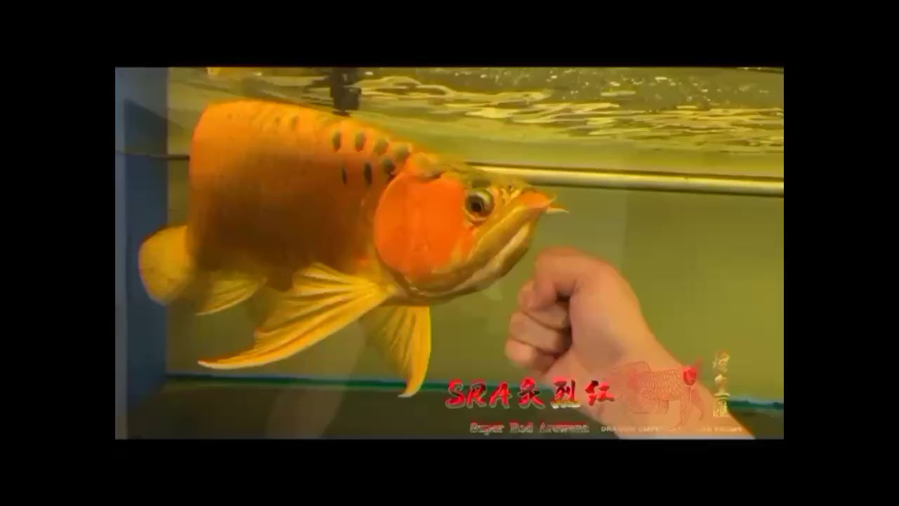 十幾年魚還是這么兇 斯維尼關(guān)刀魚 第1張