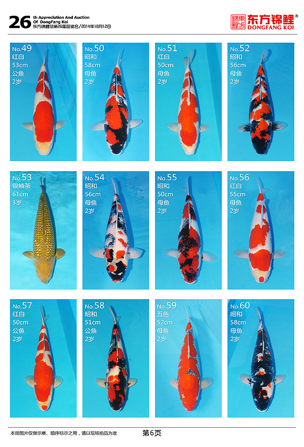 10月12日周日北京東方錦鯉2014秋季拍賣會(huì)部分魚照 虎紋銀版魚 第6張