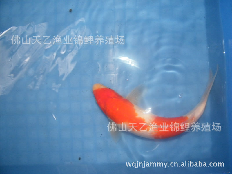 10月12日周日北京東方錦鯉2014秋季拍賣會(huì)部分魚照 虎紋銀版魚 第11張