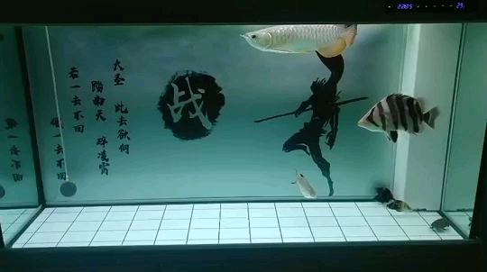 濮陽觀賞魚市場龍虎挺和諧的 觀賞魚市場（混養(yǎng)魚） 第1張