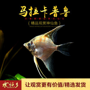 淮北觀賞魚市場請大橙了 觀賞魚市場（混養(yǎng)魚） 第4張