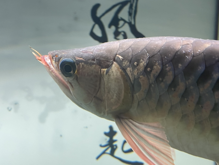 淮安觀賞魚市場求大神幫忙看看