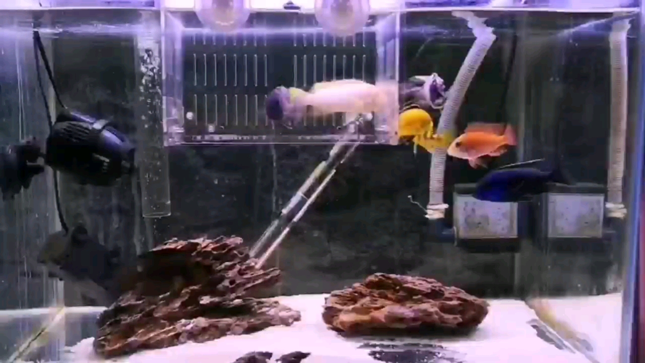 毫州水族館搶食