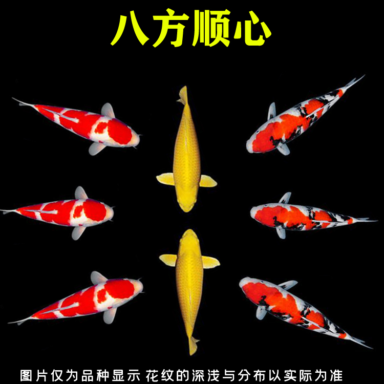 急急急尋求大佬幫助頭回養(yǎng)魚