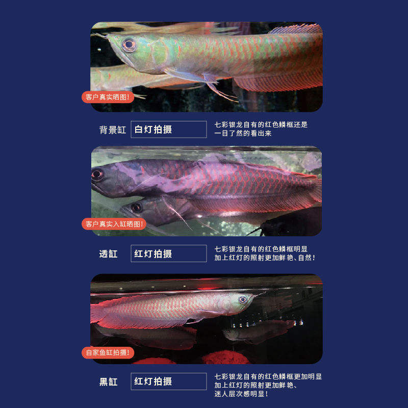 新余水族館魚的基本構(gòu)造及作用 銀龍魚百科 第13張