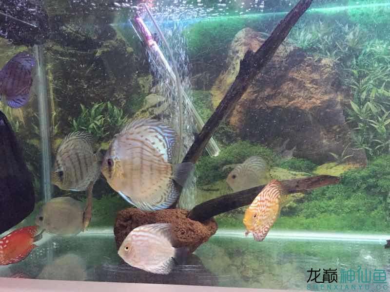 自制沉木造景 白子銀版魚苗 第3張