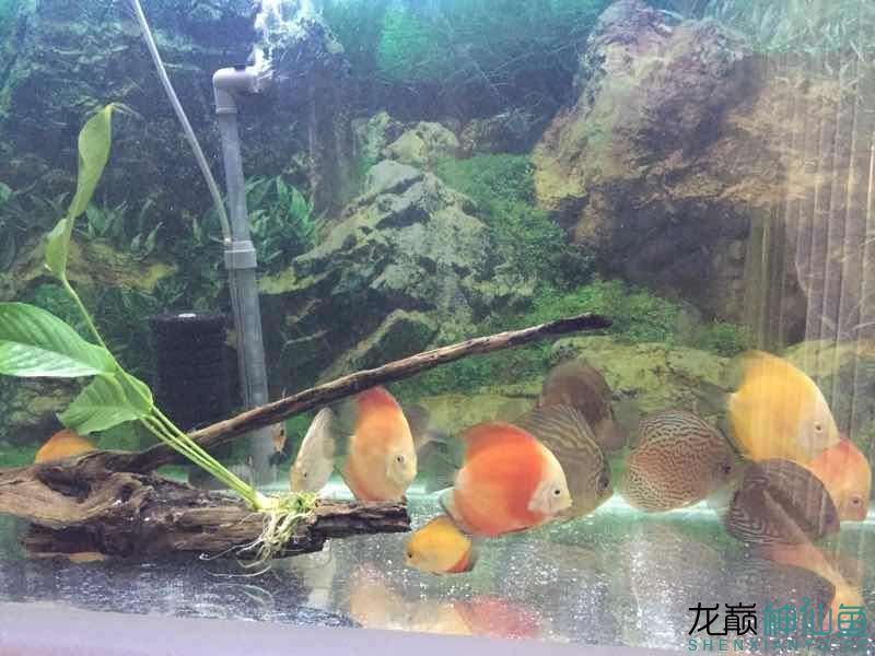 自制沉木造景 白子銀版魚苗 第5張