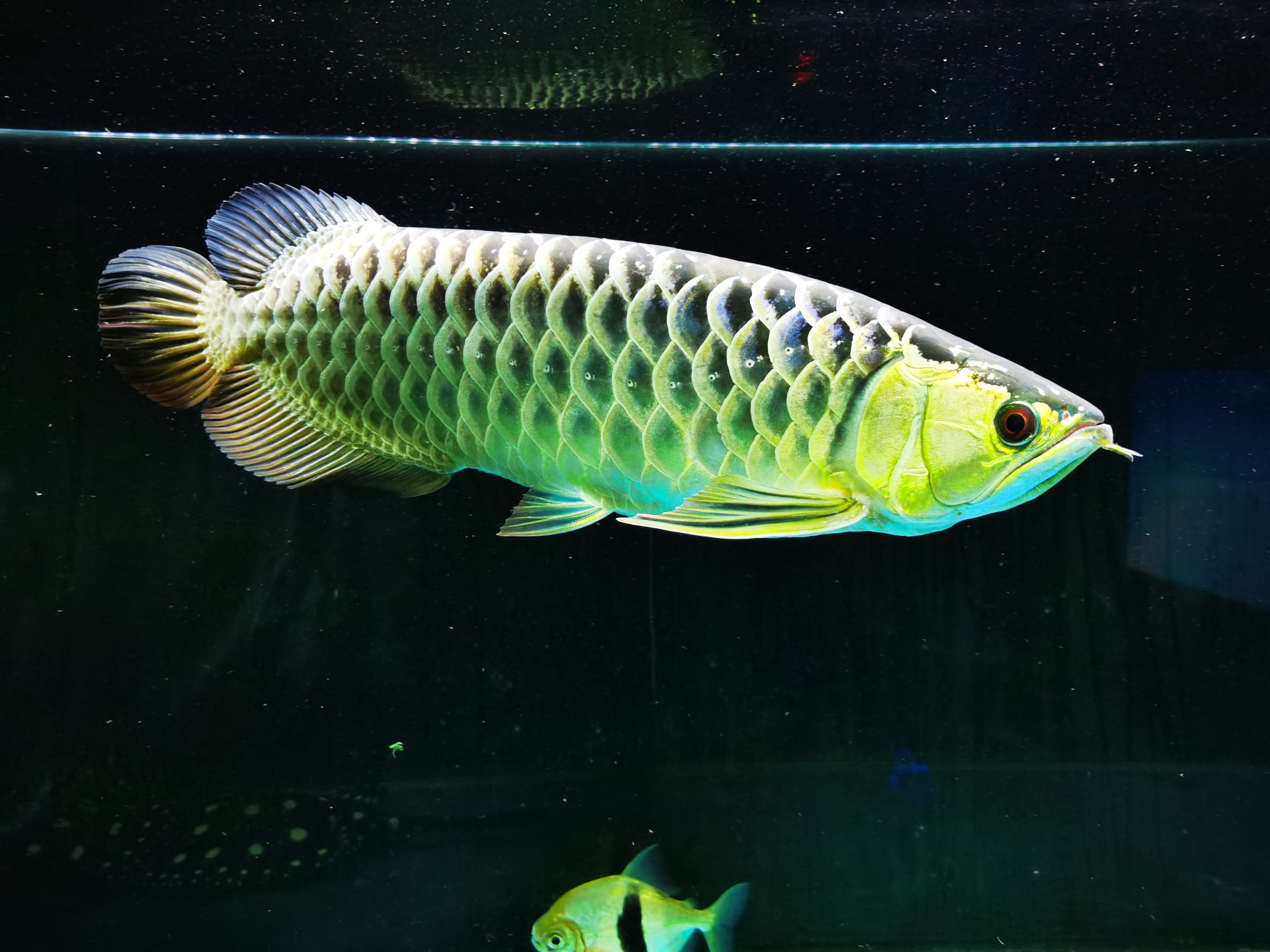 聊城觀賞魚市場在家無聊打個卡 觀賞魚市場（混養(yǎng)魚） 第4張