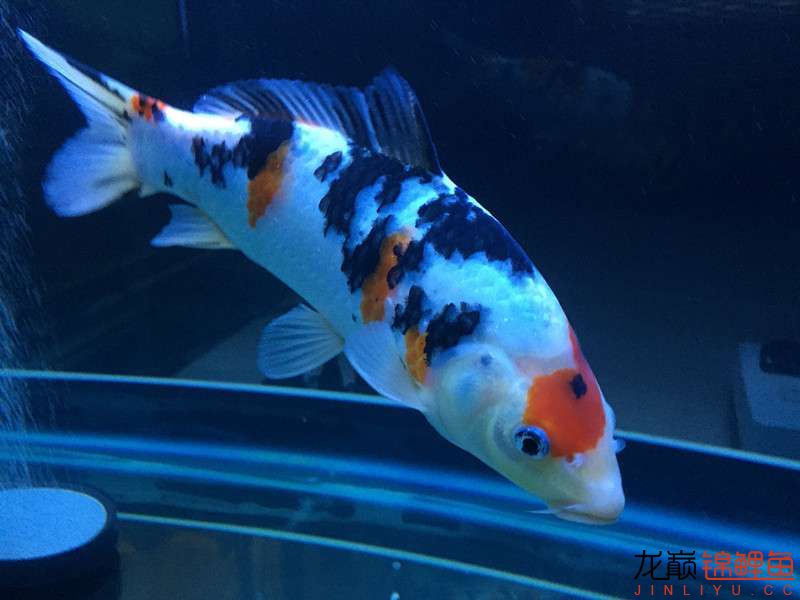 自貢觀賞魚市場路斷了可以繞道行 觀賞魚市場（混養(yǎng)魚） 第8張