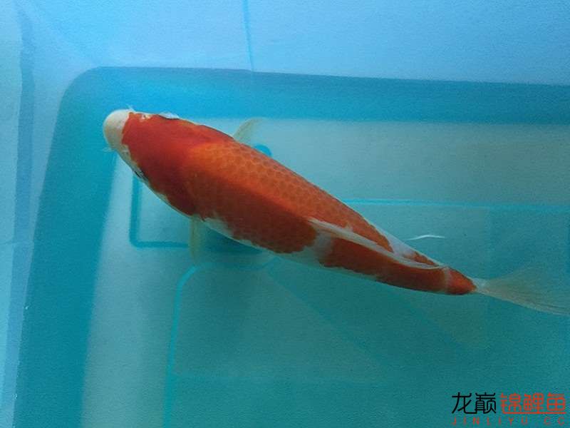 自貢觀賞魚市場路斷了可以繞道行 觀賞魚市場（混養(yǎng)魚） 第6張