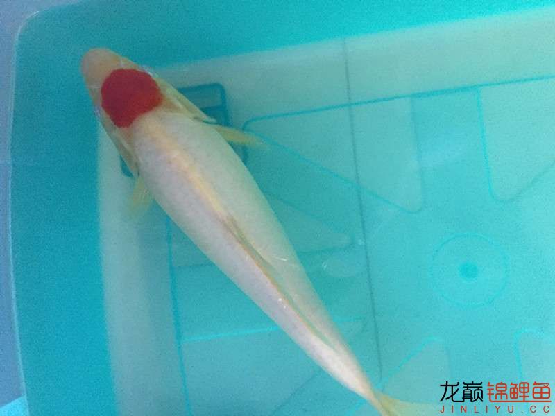 自貢觀賞魚市場路斷了可以繞道行 觀賞魚市場（混養(yǎng)魚） 第5張