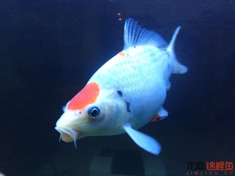 自貢觀賞魚市場路斷了可以繞道行 觀賞魚市場（混養(yǎng)魚） 第18張