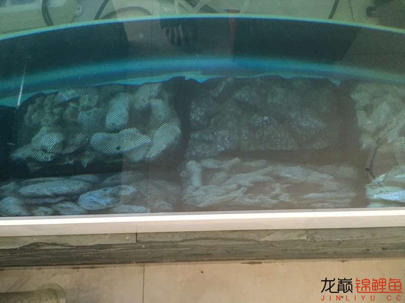 自貢觀賞魚市場路斷了可以繞道行 觀賞魚市場（混養(yǎng)魚） 第23張