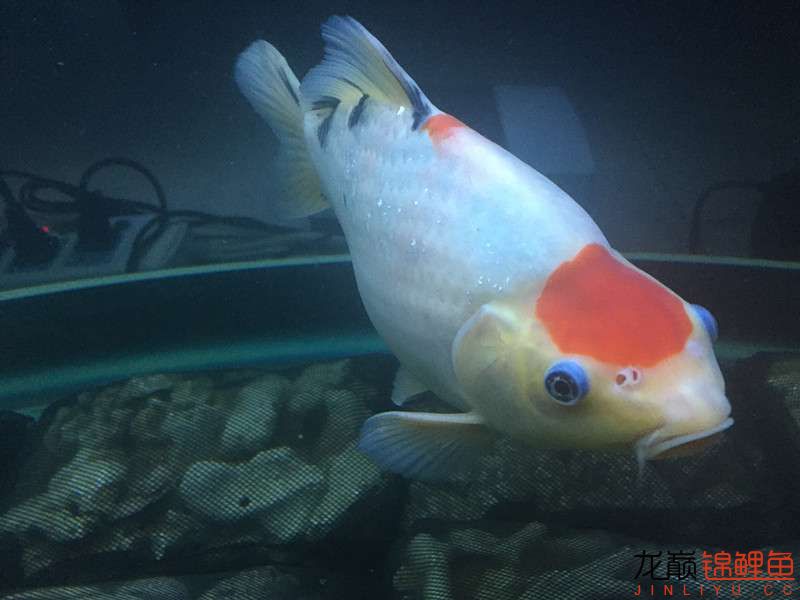 自貢觀賞魚市場路斷了可以繞道行 觀賞魚市場（混養(yǎng)魚） 第19張