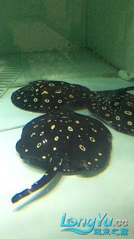 阿里水族館野生皇冠種魚2公4母