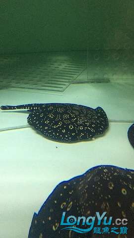 阿里水族館野生皇冠種魚2公4母 觀賞魚市場 第5張