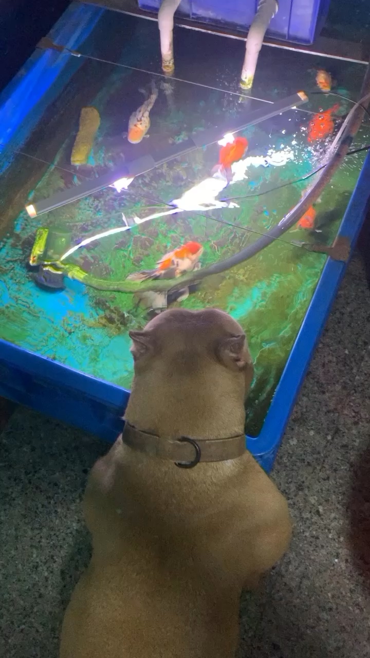 隴南水族館牛飲