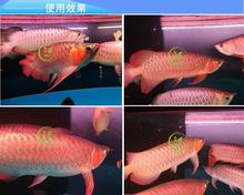 遠(yuǎn)程看看魚 黃金貓魚 第3張