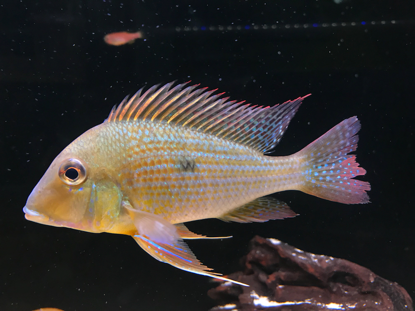 池州水族館黃紋關刀 和尚魚 第1張