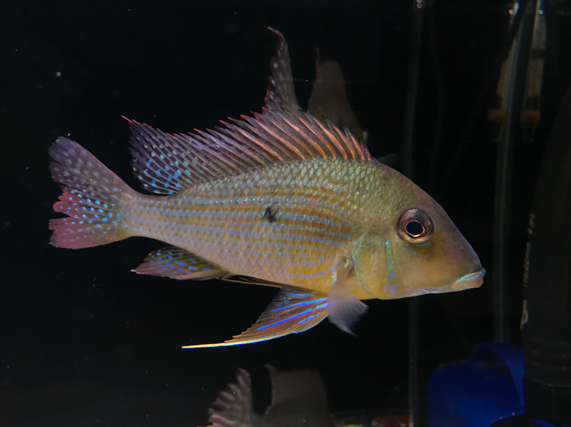 池州水族館黃紋關刀 和尚魚 第4張