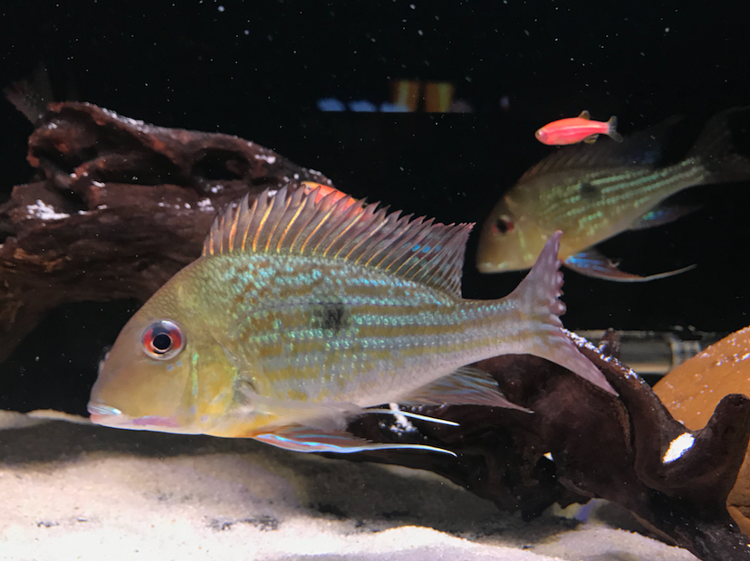 池州水族館黃紋關刀 和尚魚 第2張