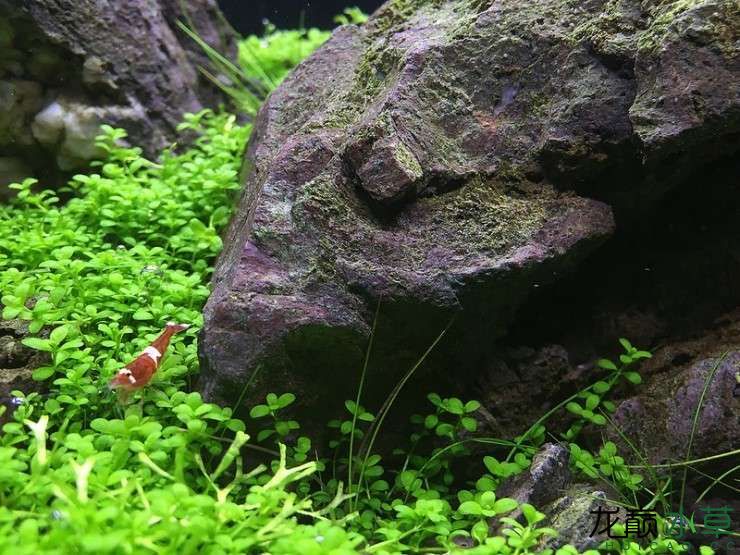 洛陽(yáng)水族館大愛(ài) 溫控設(shè)備 第4張