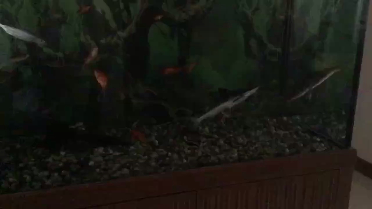 撒旦須子被飼料魚咬了 巴西亞魚苗