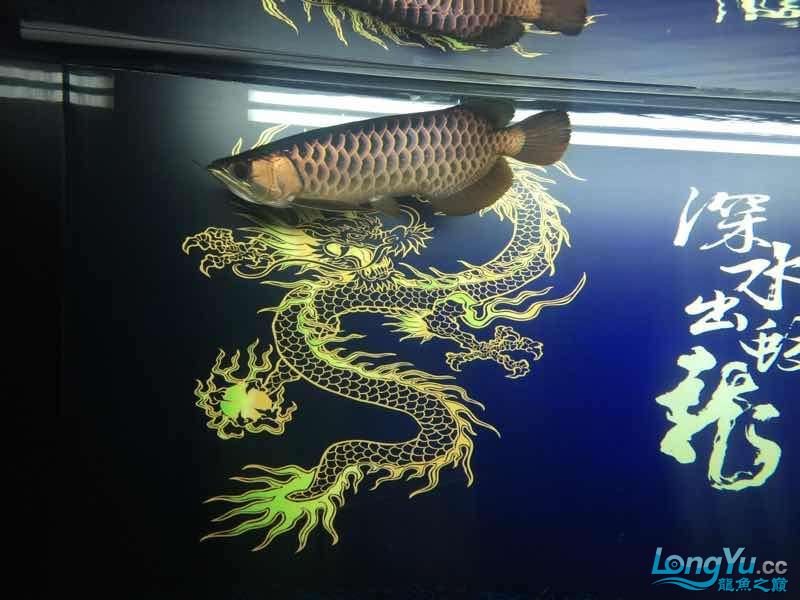 古典1個814年7月 恐龍王魚 第5張