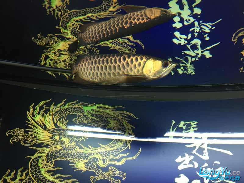 古典1個814年7月 恐龍王魚 第7張