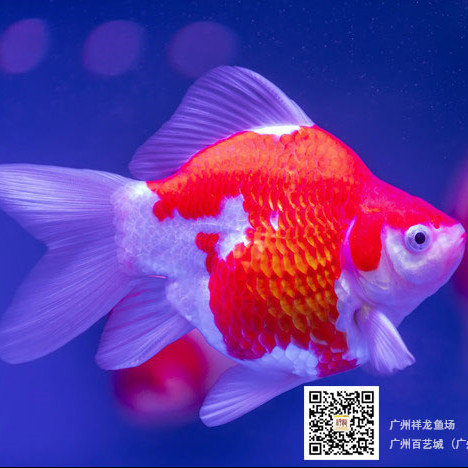 給魚友對(duì)的紅馬羅漢魚實(shí)體現(xiàn)魚 羅漢魚 第2張