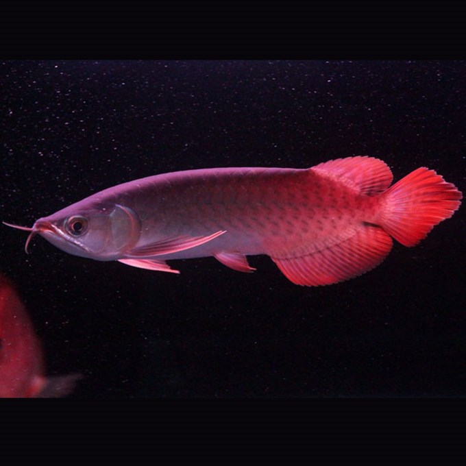 小陳水族館 財神鸚鵡魚 第2張