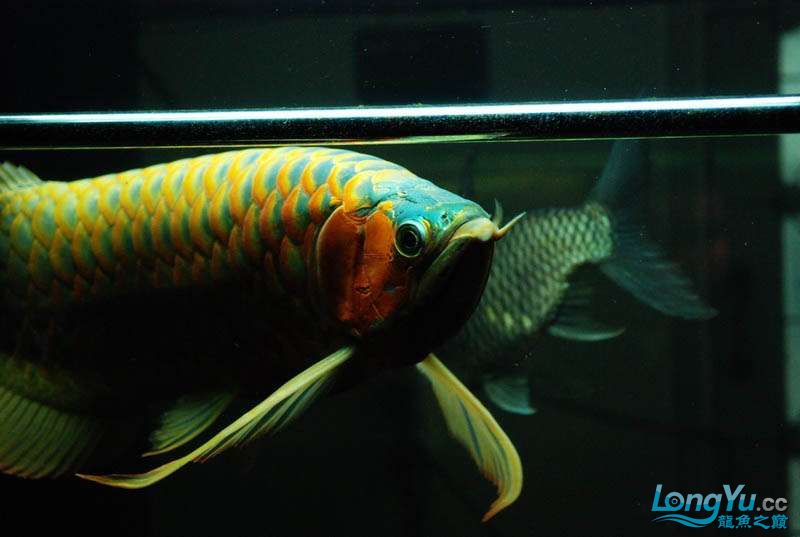 長(zhǎng)春水族館這廝胸鰭是真長(zhǎng) 粗線銀版魚 第1張