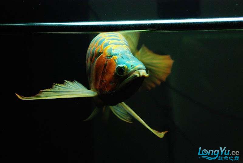 長(zhǎng)春水族館這廝胸鰭是真長(zhǎng) 粗線銀版魚 第11張