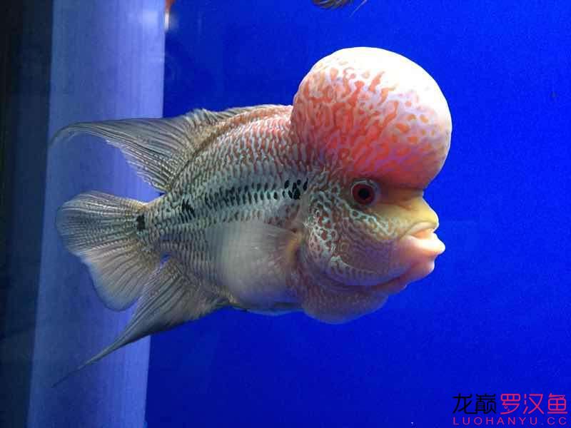 小羅點(diǎn)贊 新加坡號(hào)半紅龍魚(yú)（練手級(jí)紅龍魚(yú)） 第1張