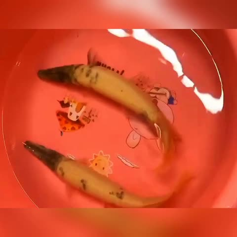 想問財神魚魚苗的飼養(yǎng)方法 蝴蝶鯉魚苗 第2張