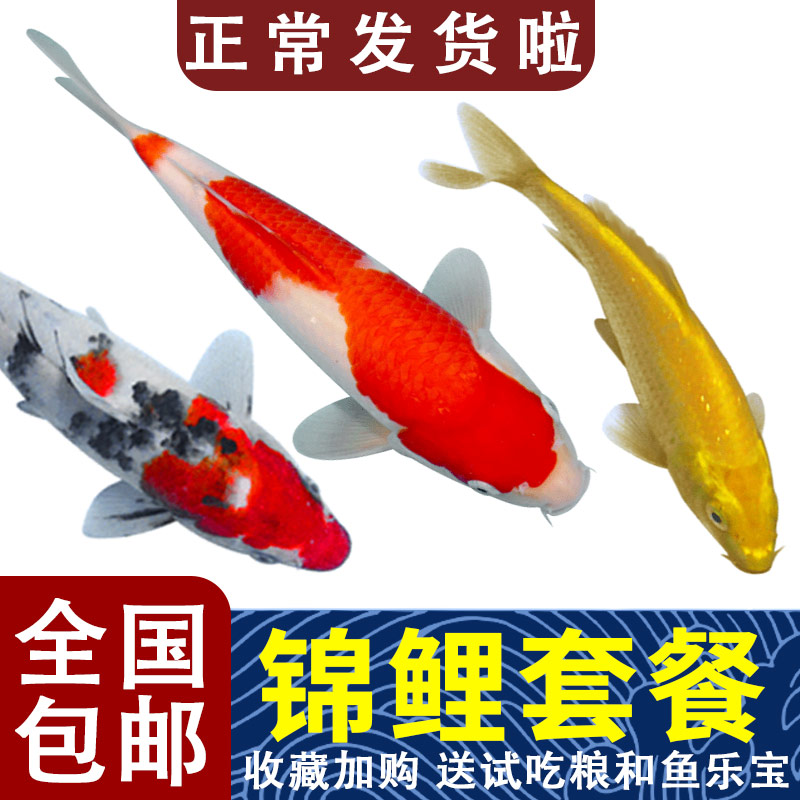 姐今天路過(guò)三湖魚(yú)店看到羅漢魚(yú)的祖先