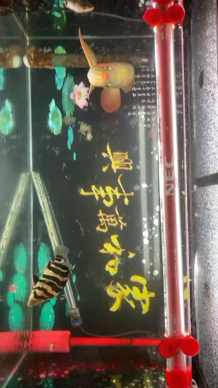 呼倫貝爾水族館1米50缸養(yǎng)龍魚