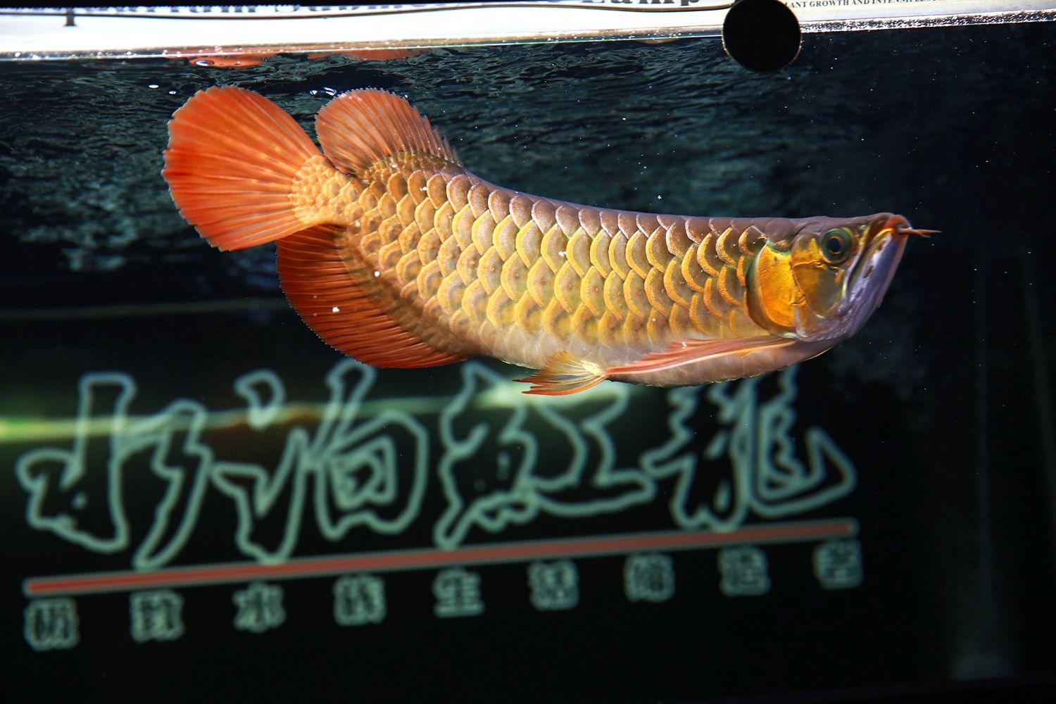 九宮格來一波 超血紅龍魚 第3張