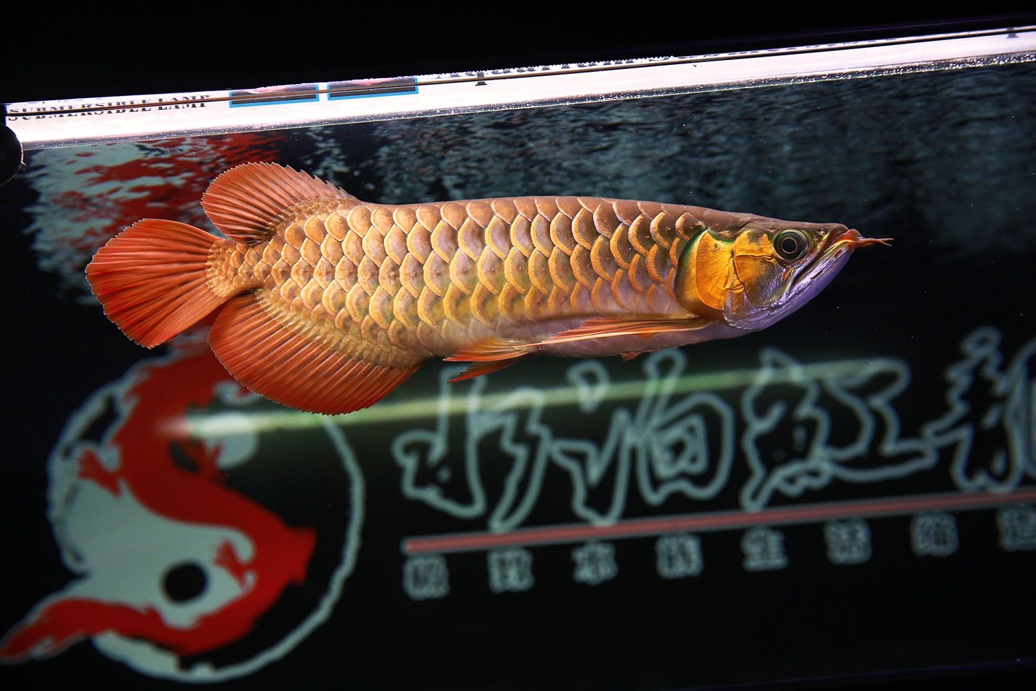 九宮格來一波 超血紅龍魚 第4張