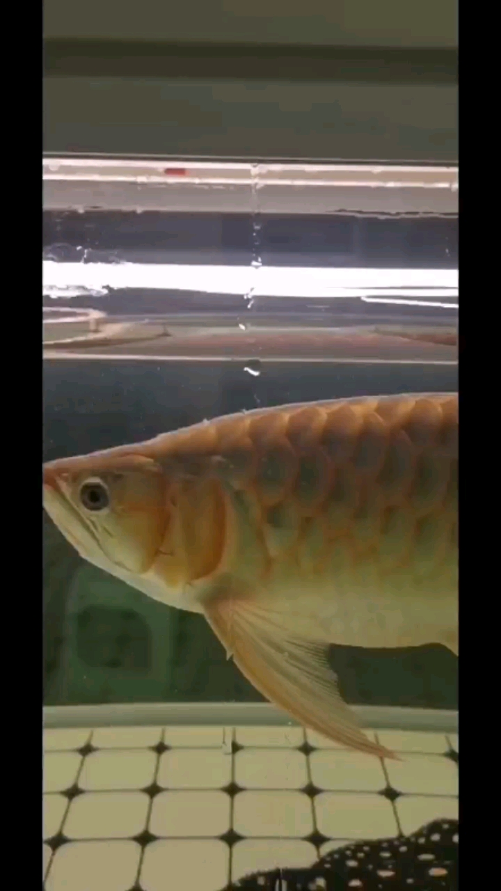 撫州水族館特魚氏讓我有點(diǎn)失望